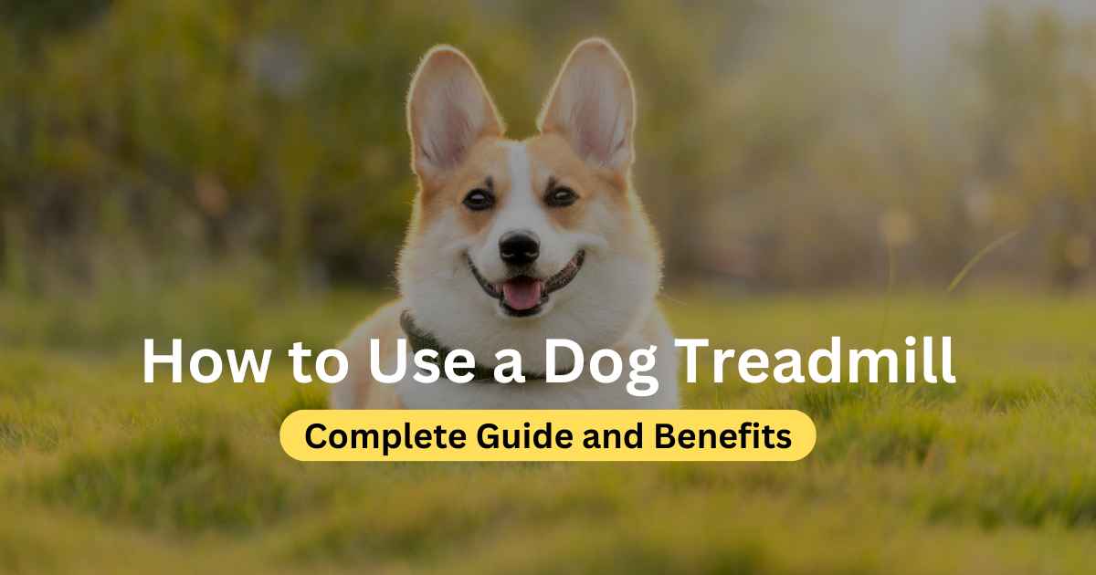 How to Use a Dog Treadmill