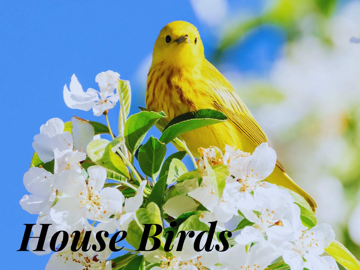 The 10 Best Types of House Birds: Friendly Pet Birds