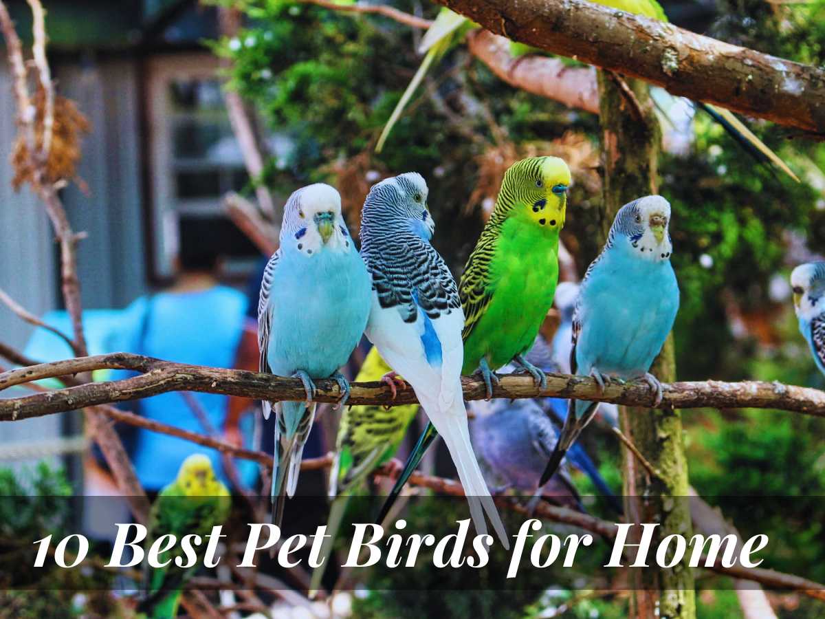 Top 10 Best Pet Birds for Home: Features, Lifespan & more