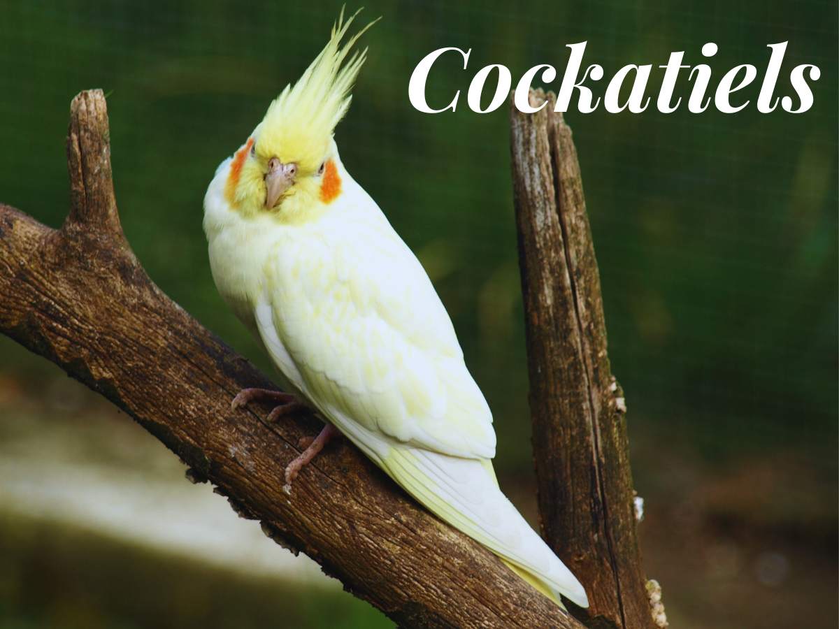 How long do Cockatiels live? Lifespan, Grooming & Care Guide