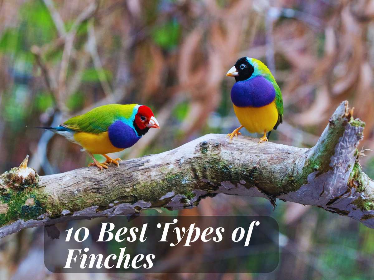 types of finches