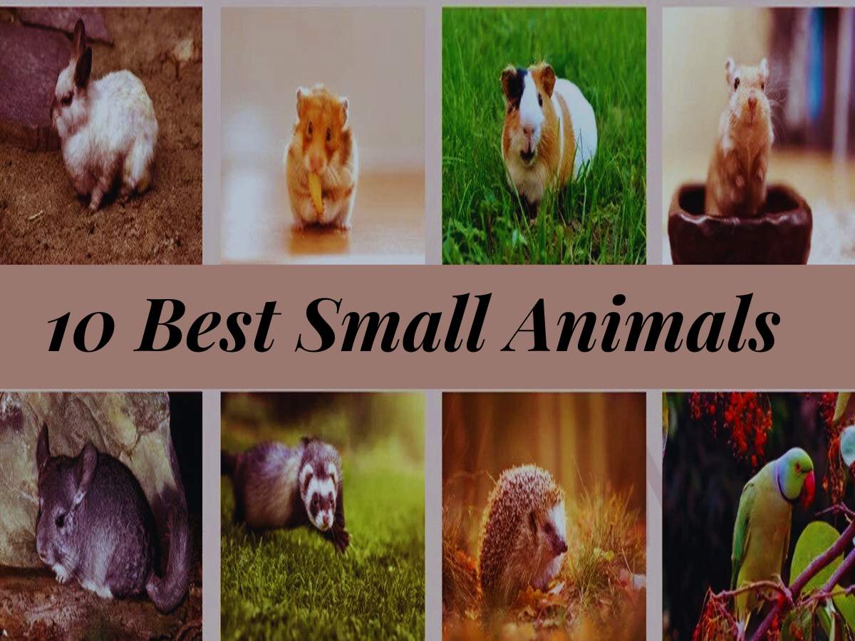 Top 10 Small Animals in the World