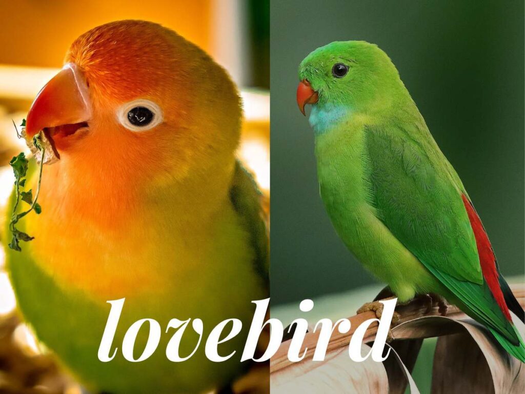 Is Lovebird a Good Pet? Facts, Care & Lifespan