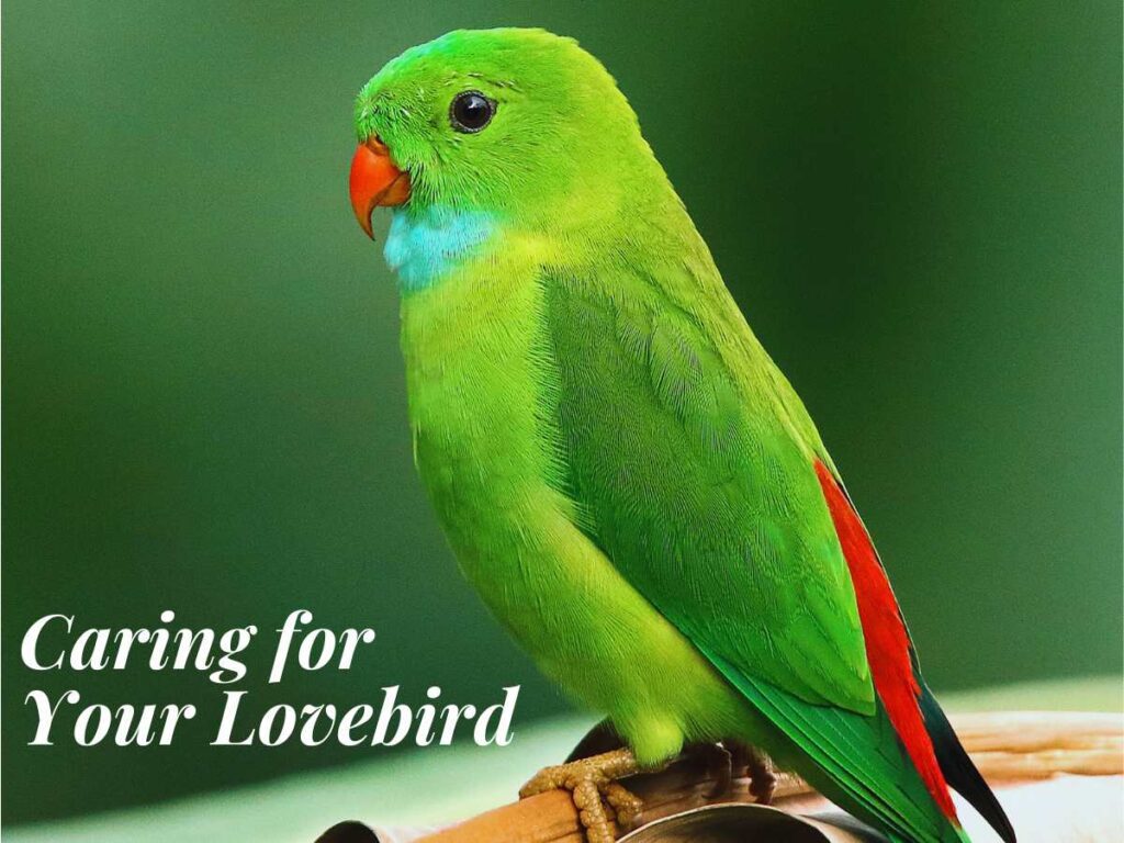 Caring for Your Lovebird