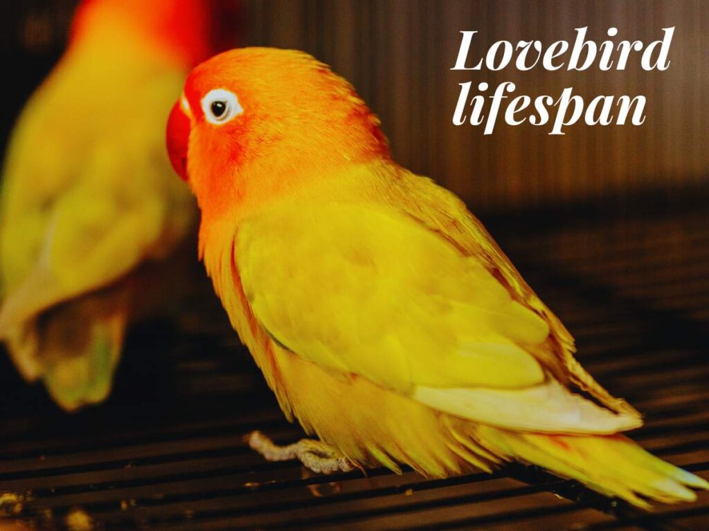 Lovebird lifespan