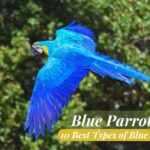 What is a Blue Parrot Called? 10 Best Types of Blue Pets