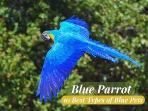 What is Blue Parrot Called?