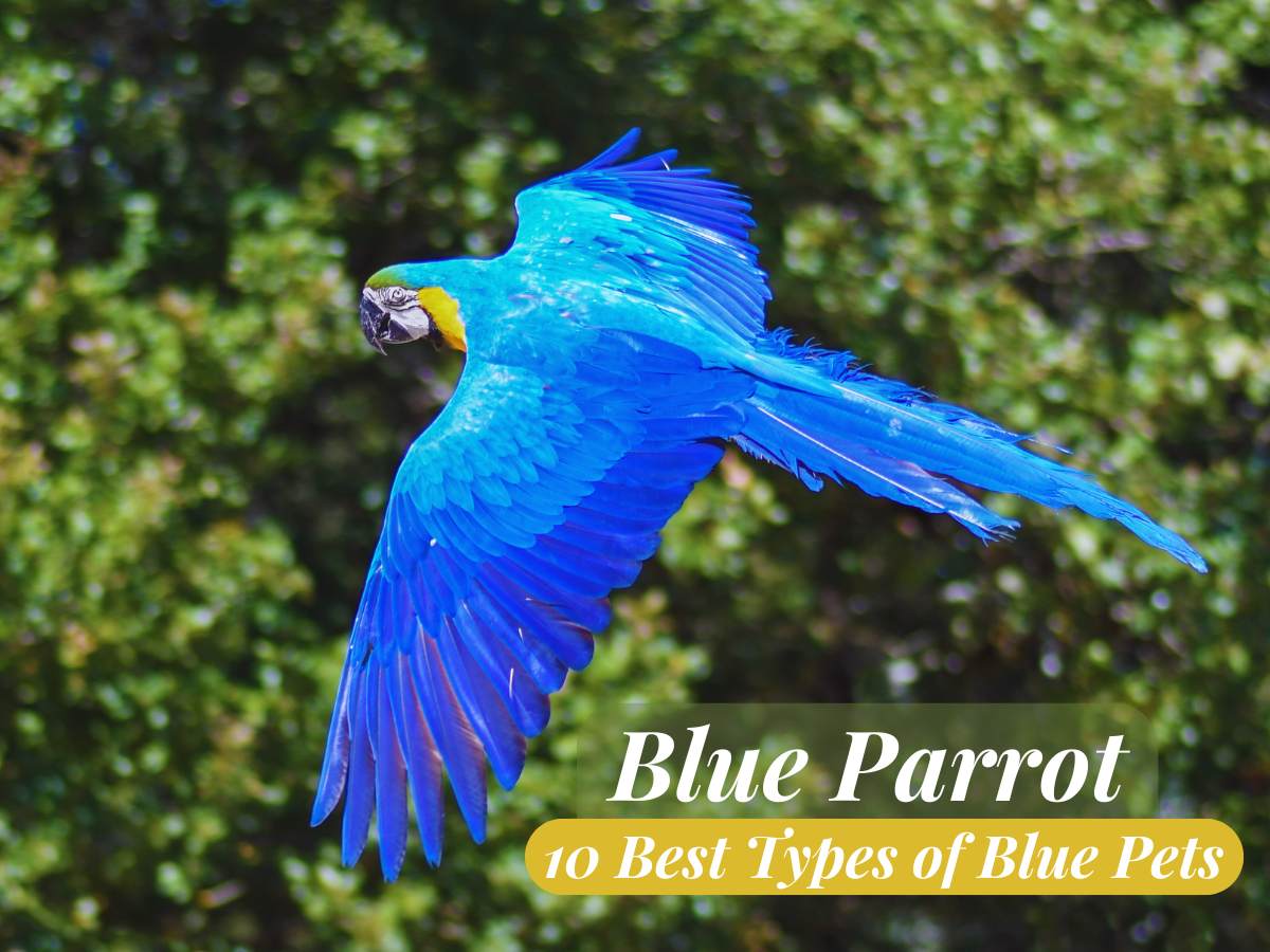 What is a Blue Parrot Called? 10 Best Types of Blue Pets